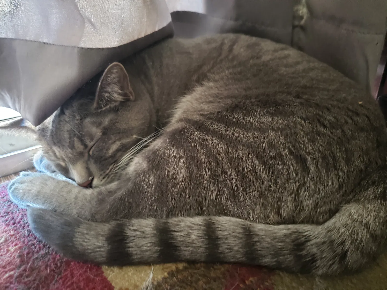 Lost cat in Mesa, AZ, 85210