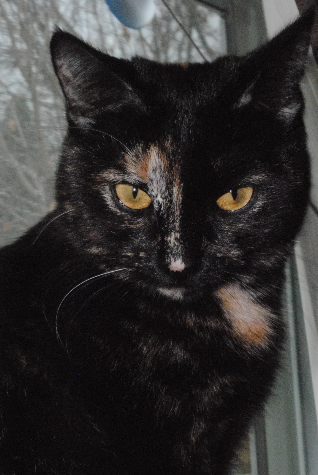 Lost cat in Minneapolis, MN, 55446