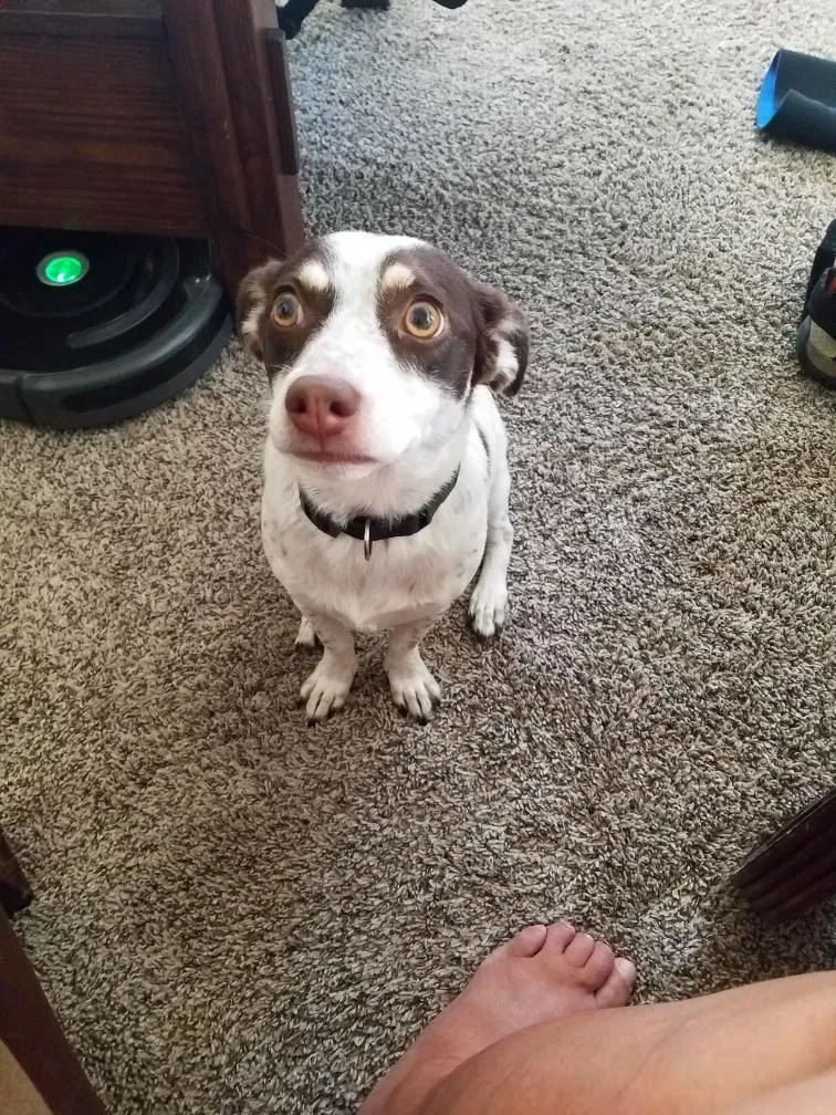 Lost dog in Yuma, AZ, 85364