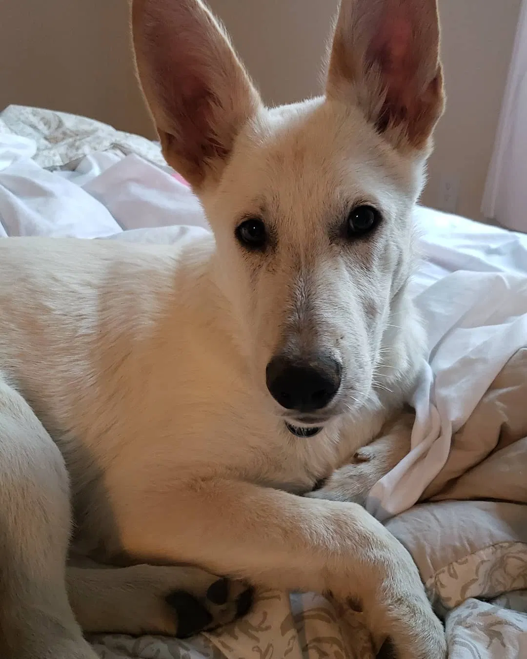Lost dog in Hermitage, TN, 37076