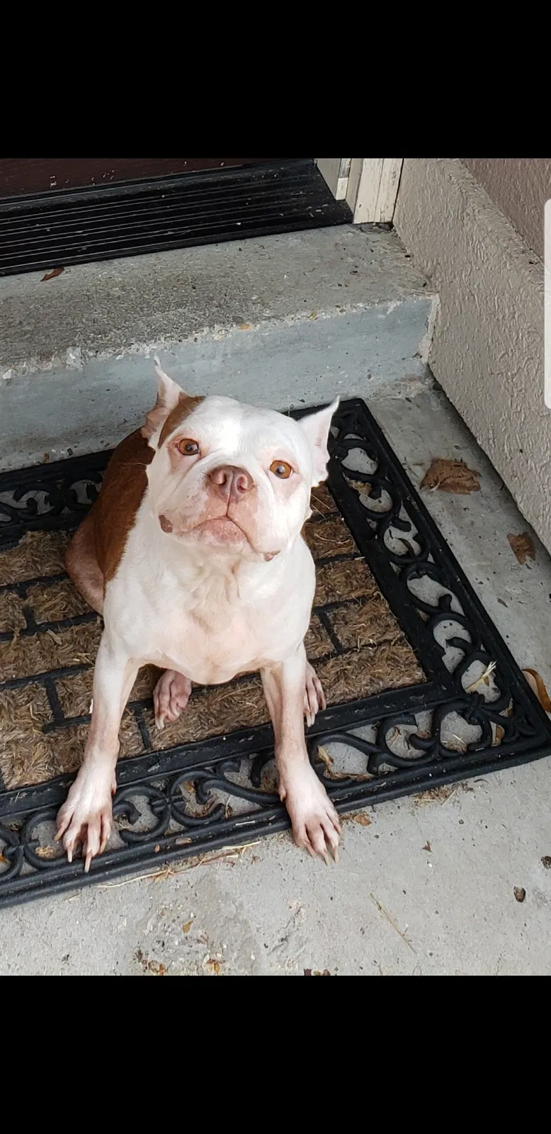 Lost dog in Kenner, LA, 70065