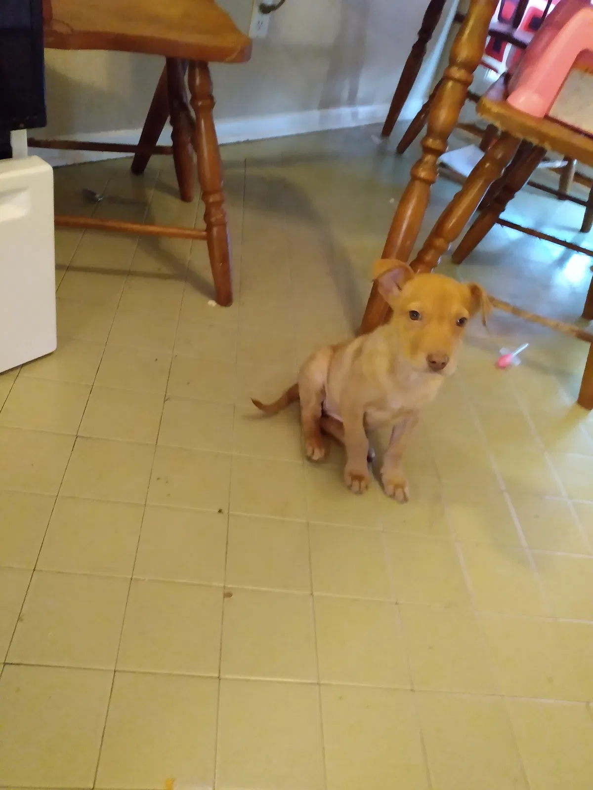 Found dog in Maylene, AL, 35114