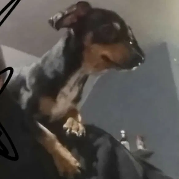 Lost dog in Spokane, WA, 99203