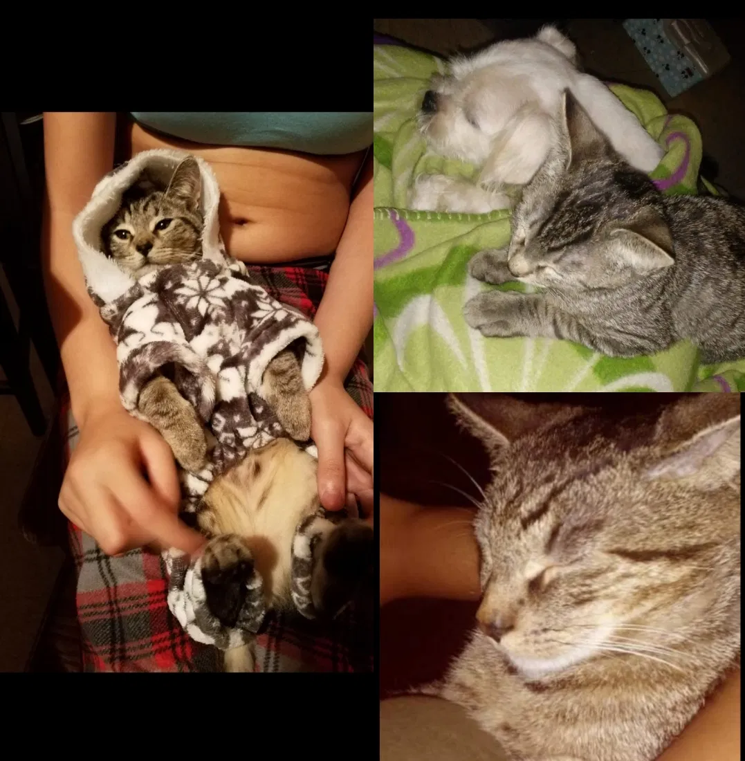 Lost cat in Brooklyn, NY, 11233