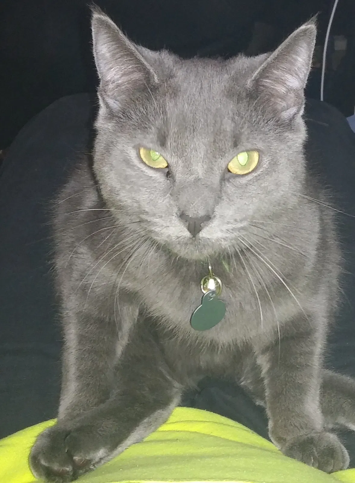 Lost cat in Grand Rapids, MI, 49503