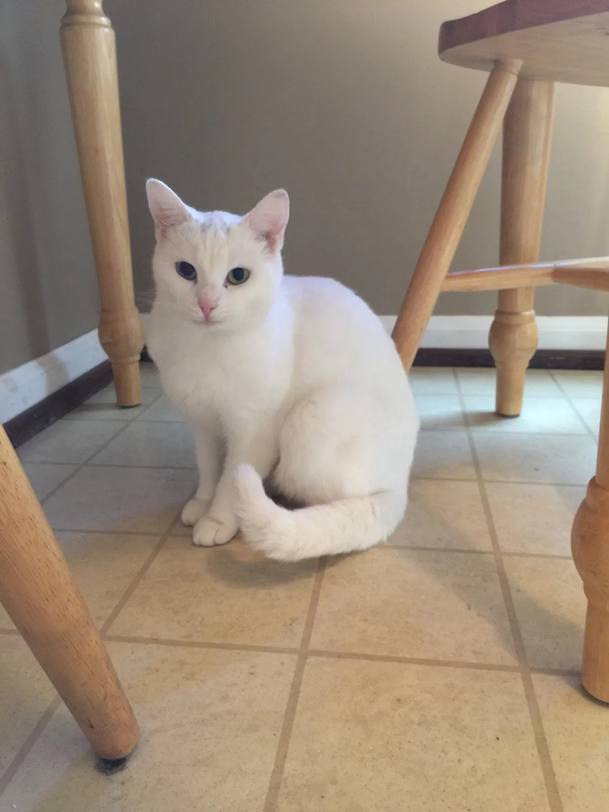 Lost cat in Rochester, MI, 48309