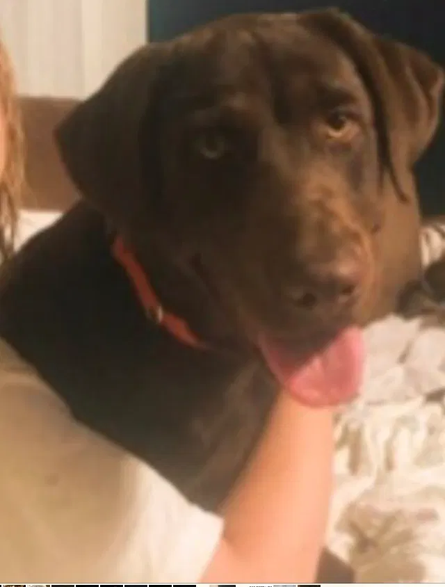 Lost dog in Byron, GA, 31008