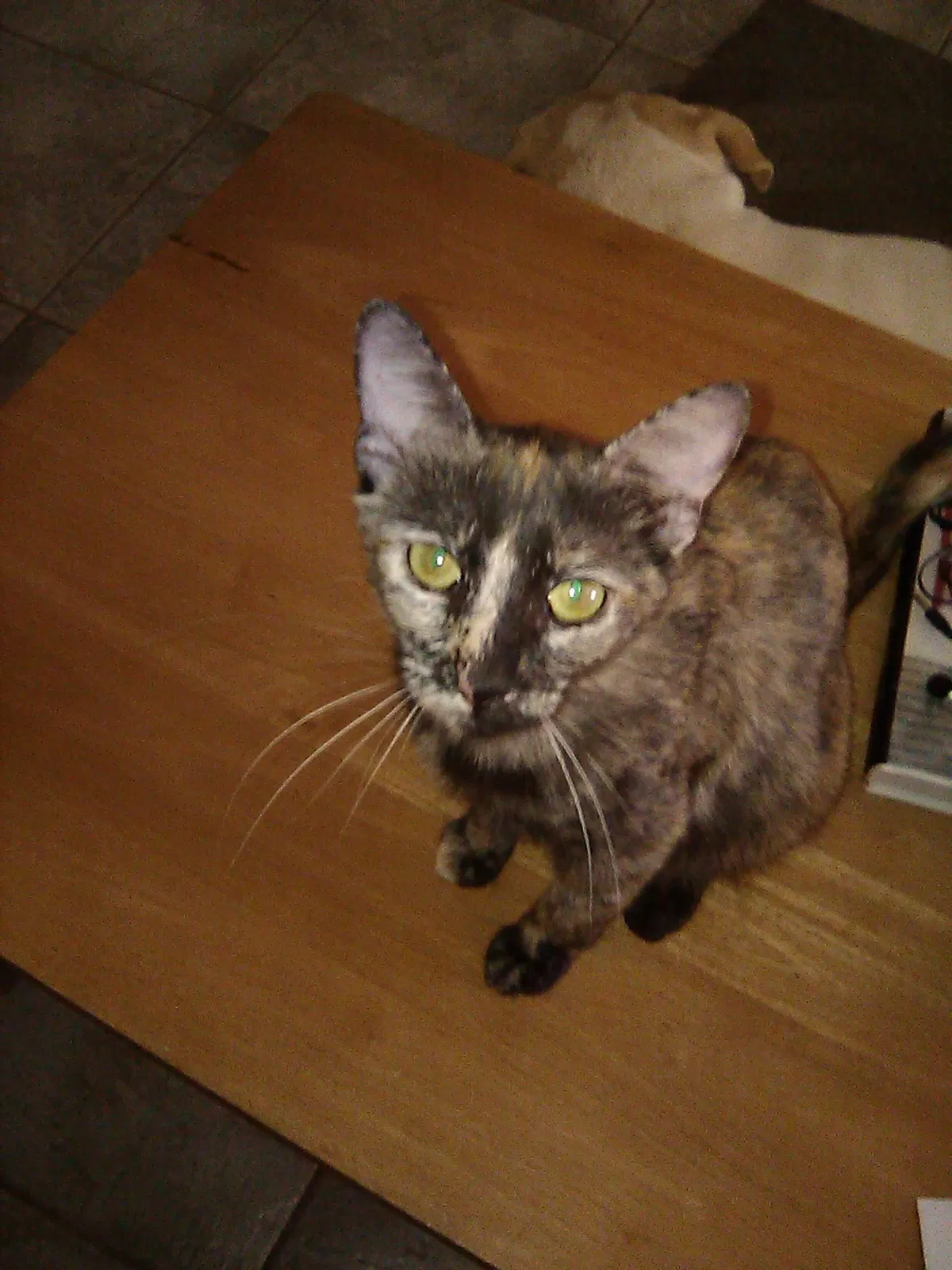 Lost cat in El Mirage, AZ, 85335