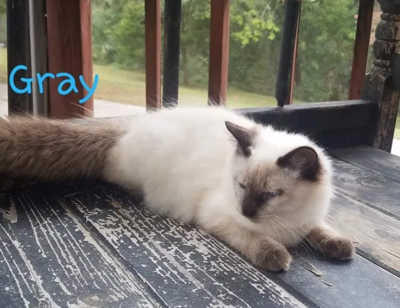 Lost cat in Cullman, AL, 35055
