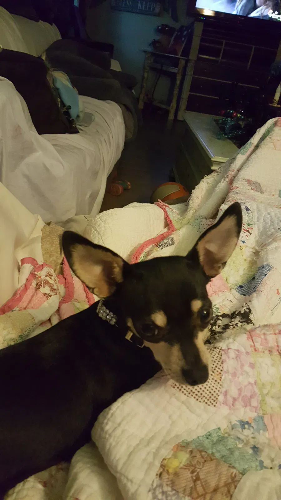 Lost dog in Alvarado, TX, 76009