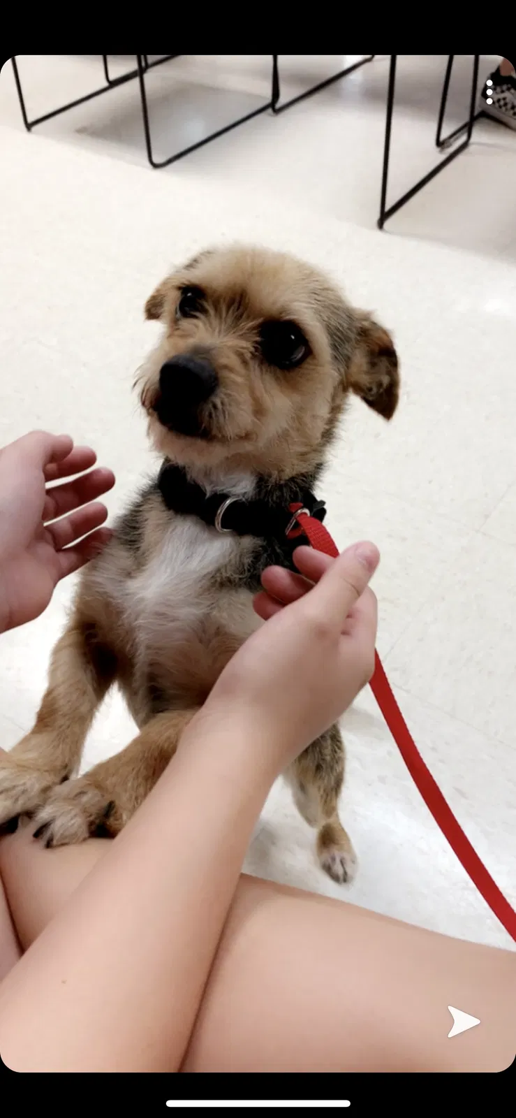 Lost dog in Moline, IL, 61265