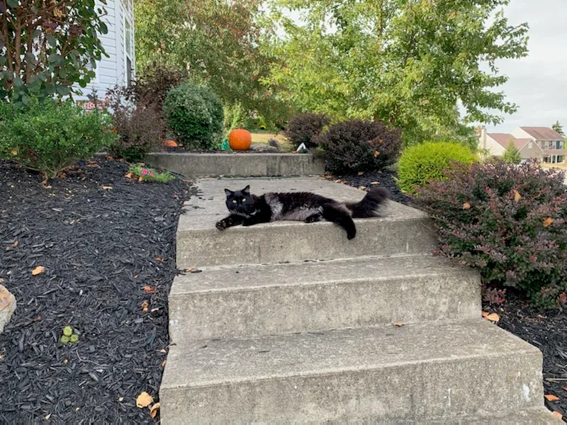 Lost cat in Cranberry Twp, PA, 16066
