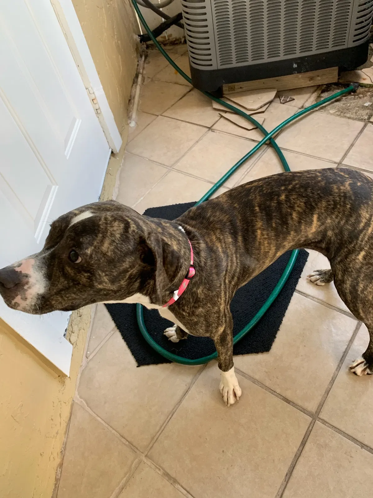 Lost dog in Fort Myers, FL, 33919