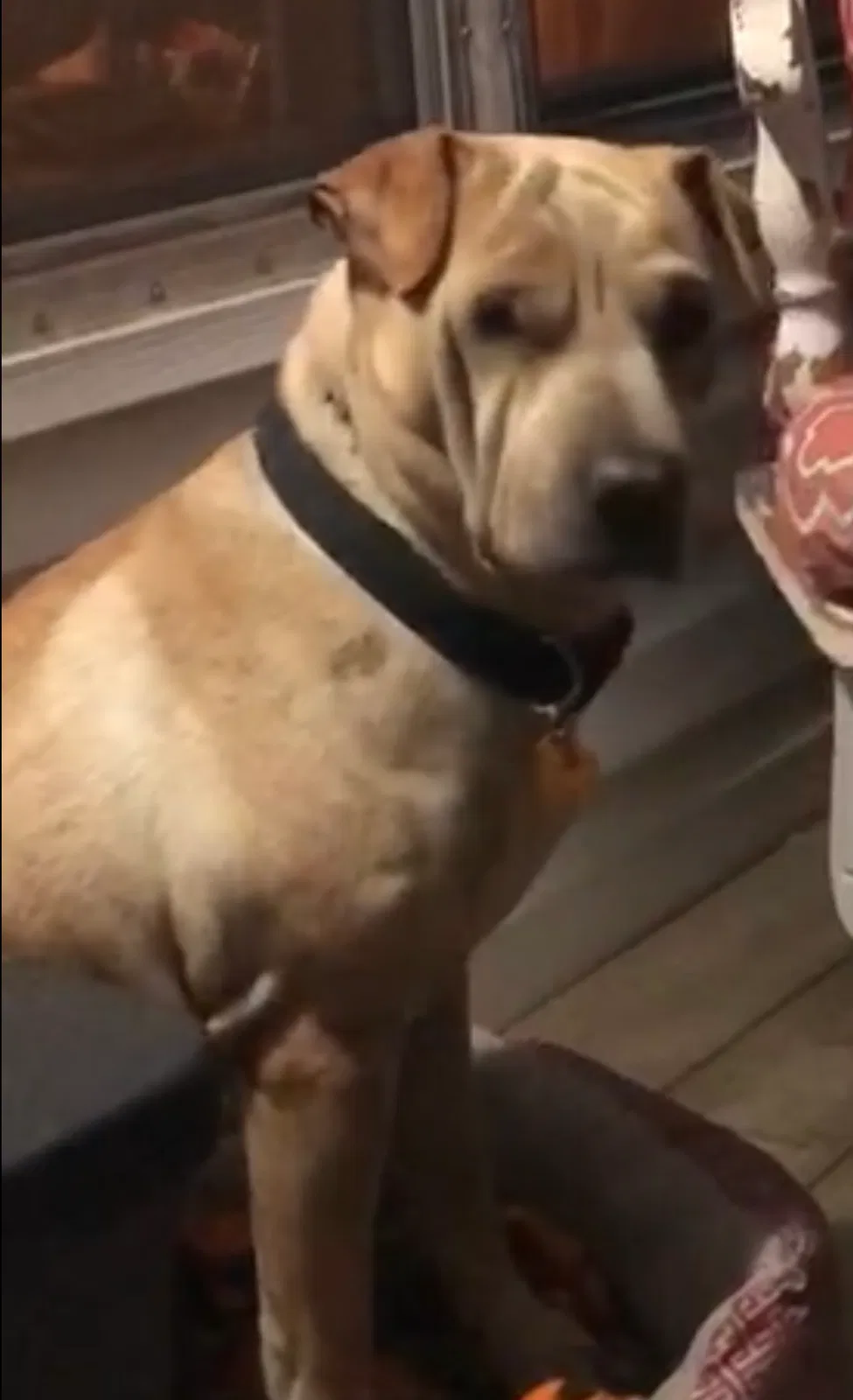 Lost dog in Neosho, MO, 64850
