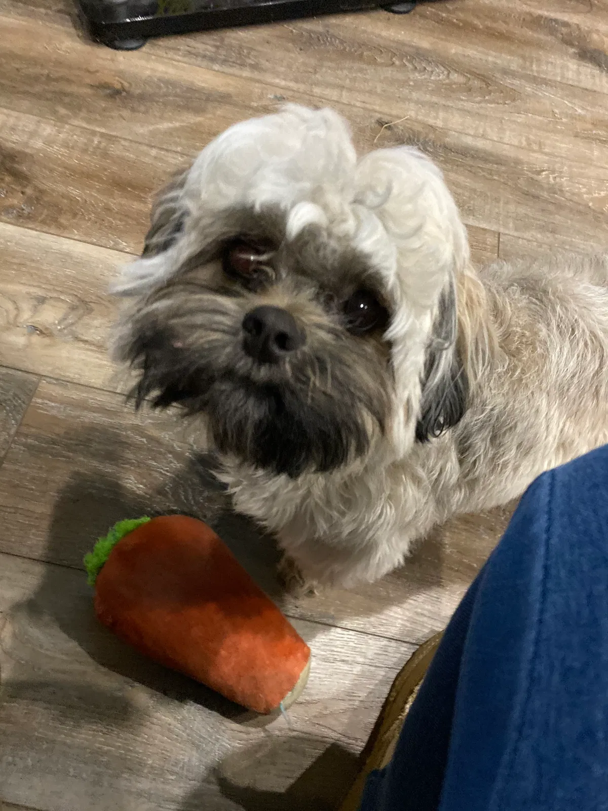 Lost dog in Harker Heights, TX, 76548
