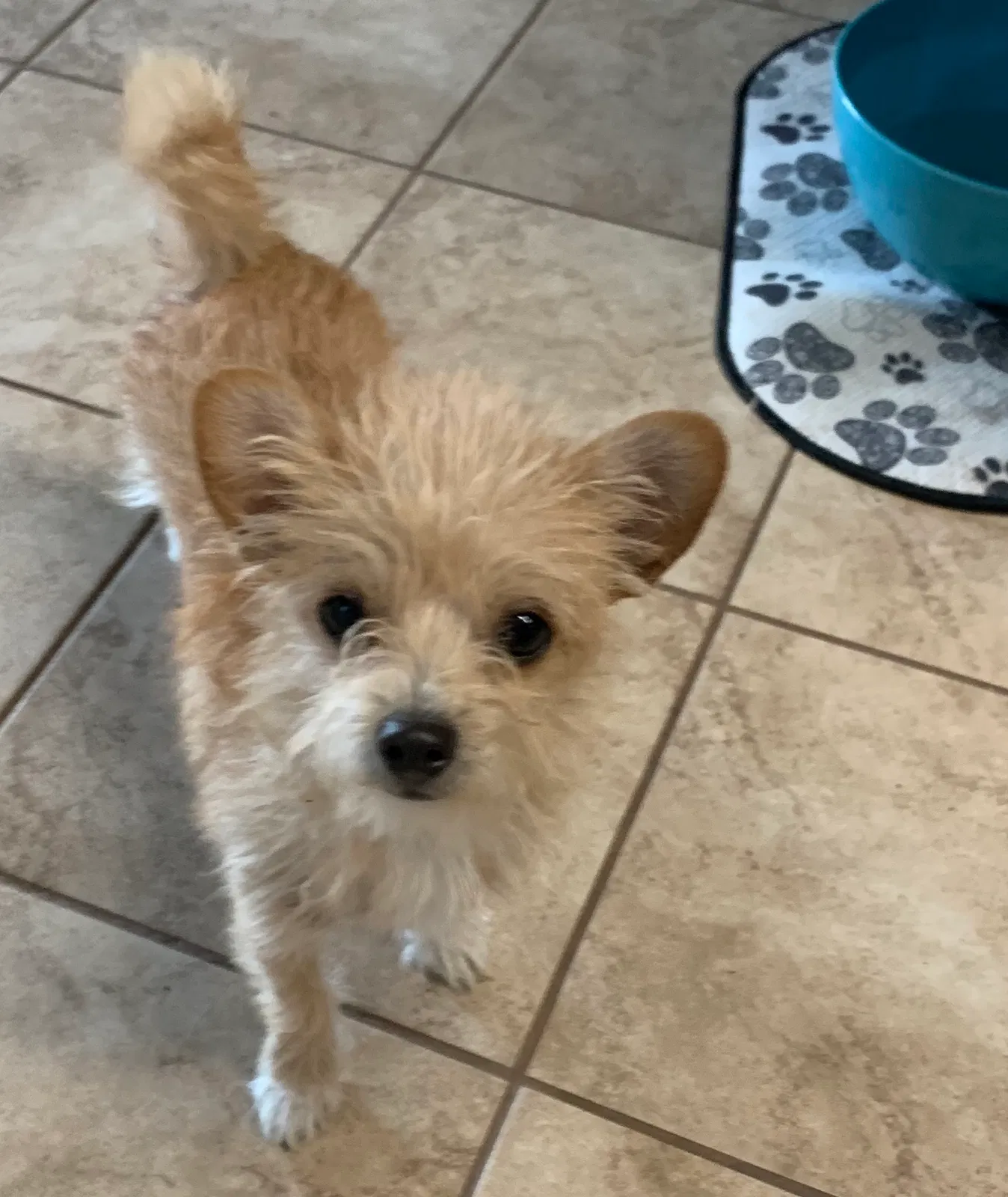 Lost dog in Killeen, TX, 76543
