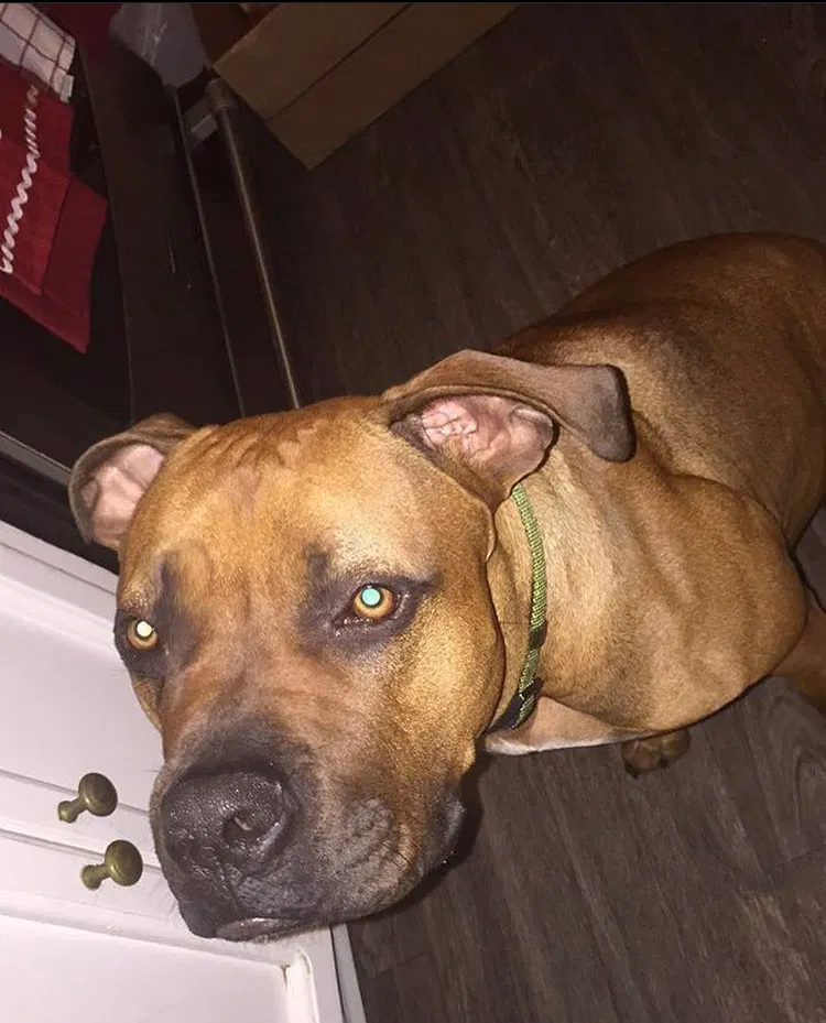 Lost dog in Inglewood, CA, 90303