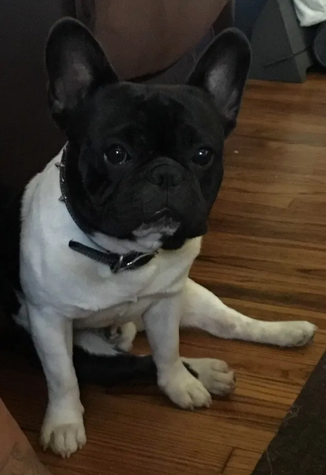 Lost dog in Wilmington, CA, 90744