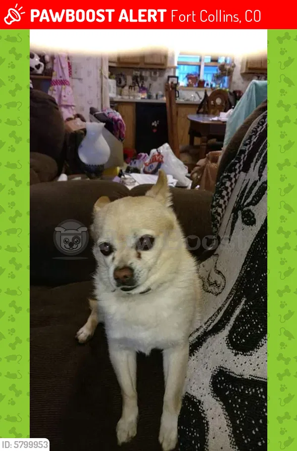 Lost dog in Fort Collins, CO, 80524