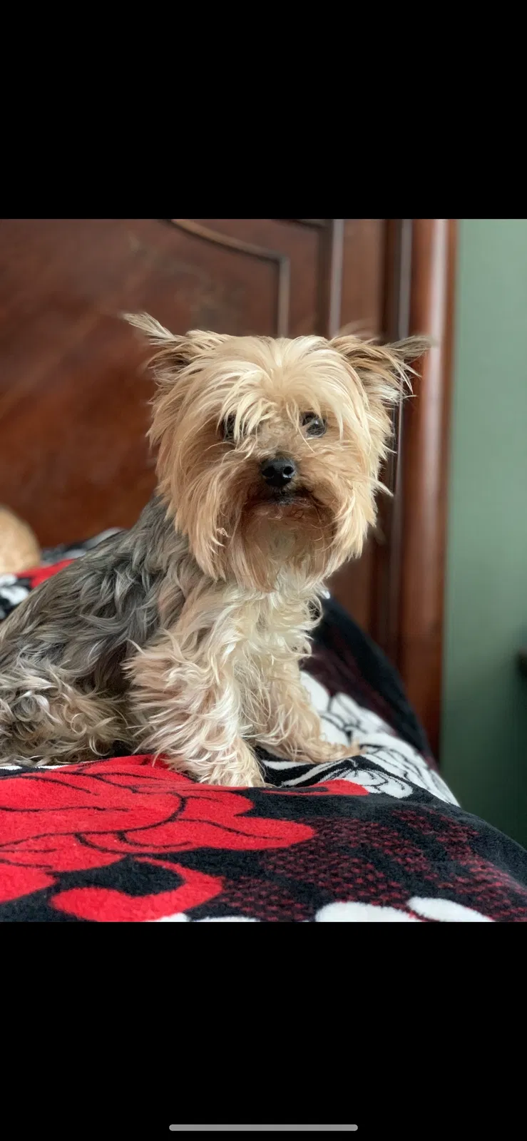 Lost dog in Oxnard, CA, 93035