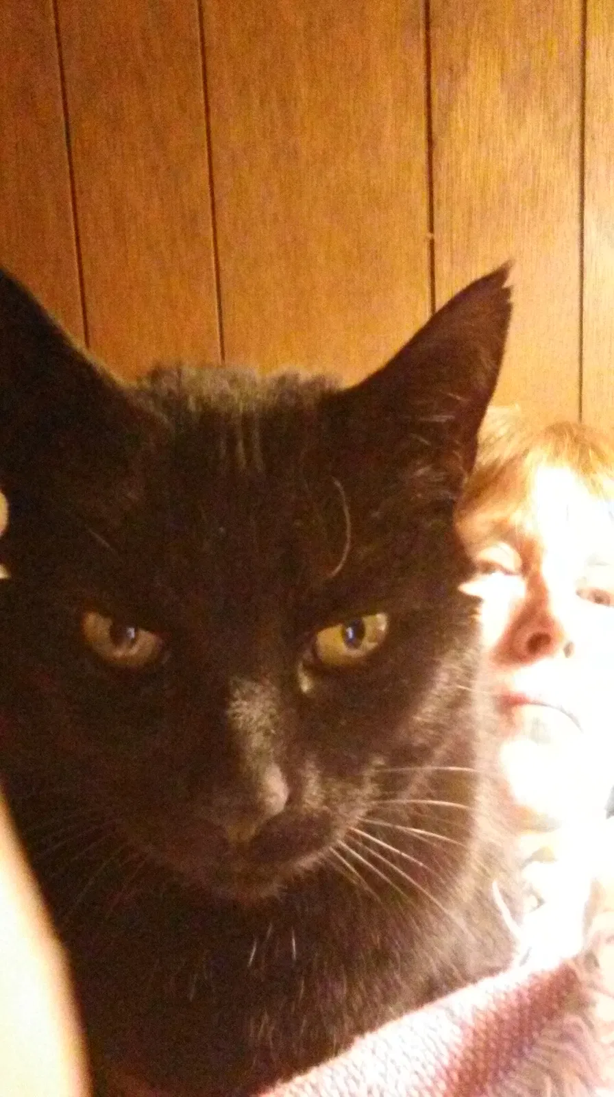 Lost cat in Clinton Township, MI, 48035