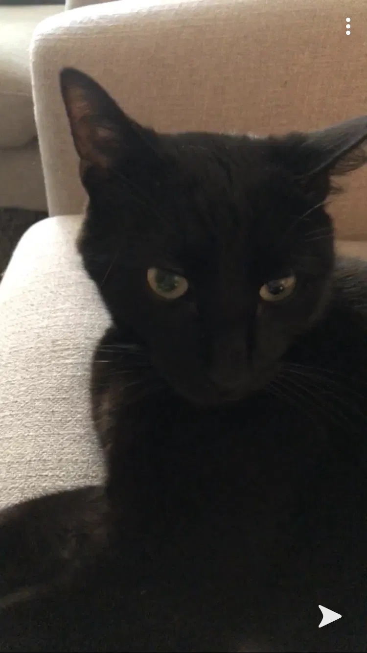 Lost cat in Draper, UT, 84020