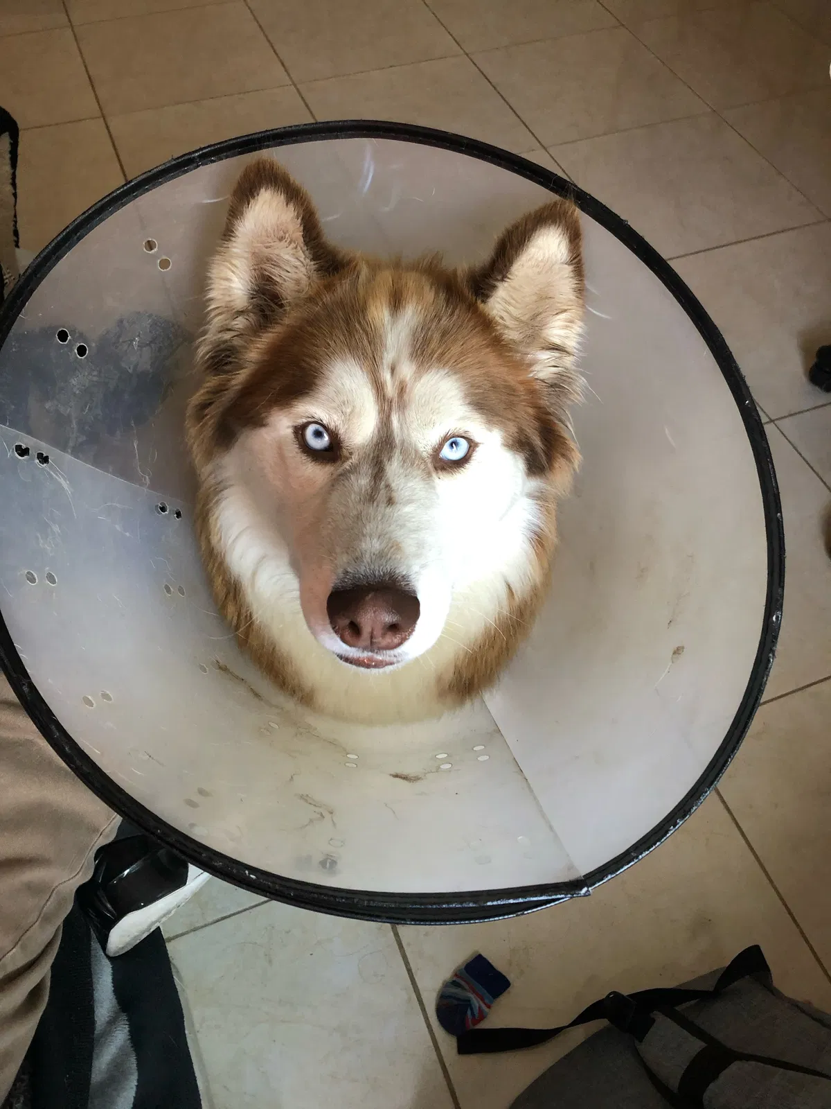 Lost dog in Riverside, CA, 92503