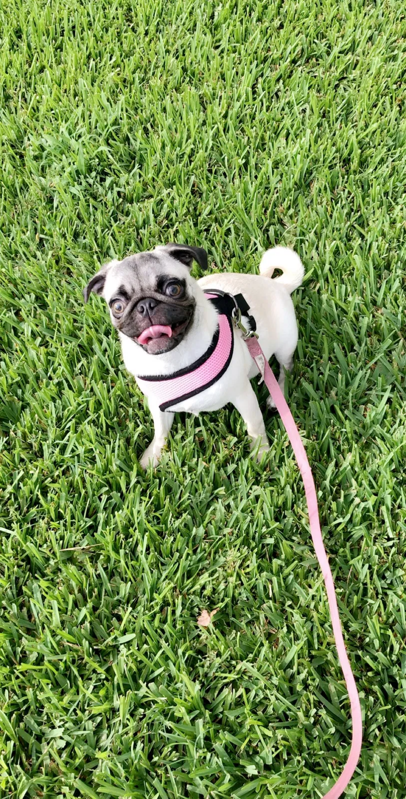 Lost dog in Kinder, LA, 70648