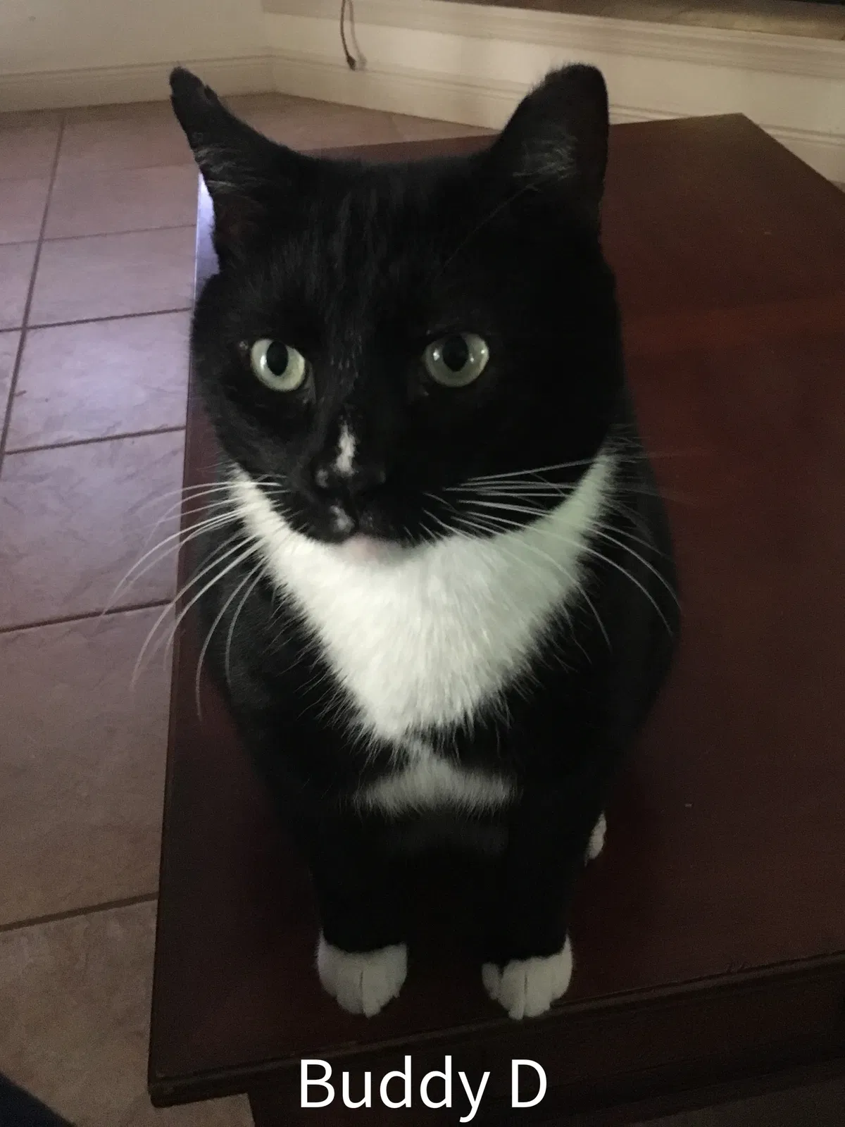 Lost cat in Tallahassee, FL, 32303