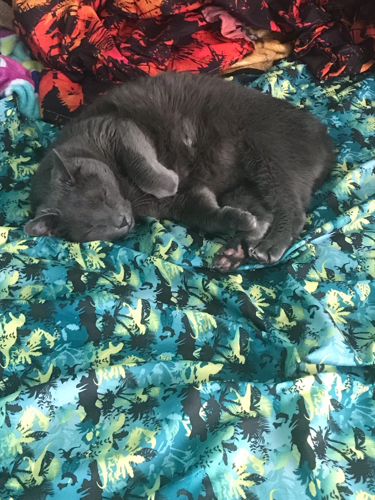 Lost cat in League City, TX, 77573