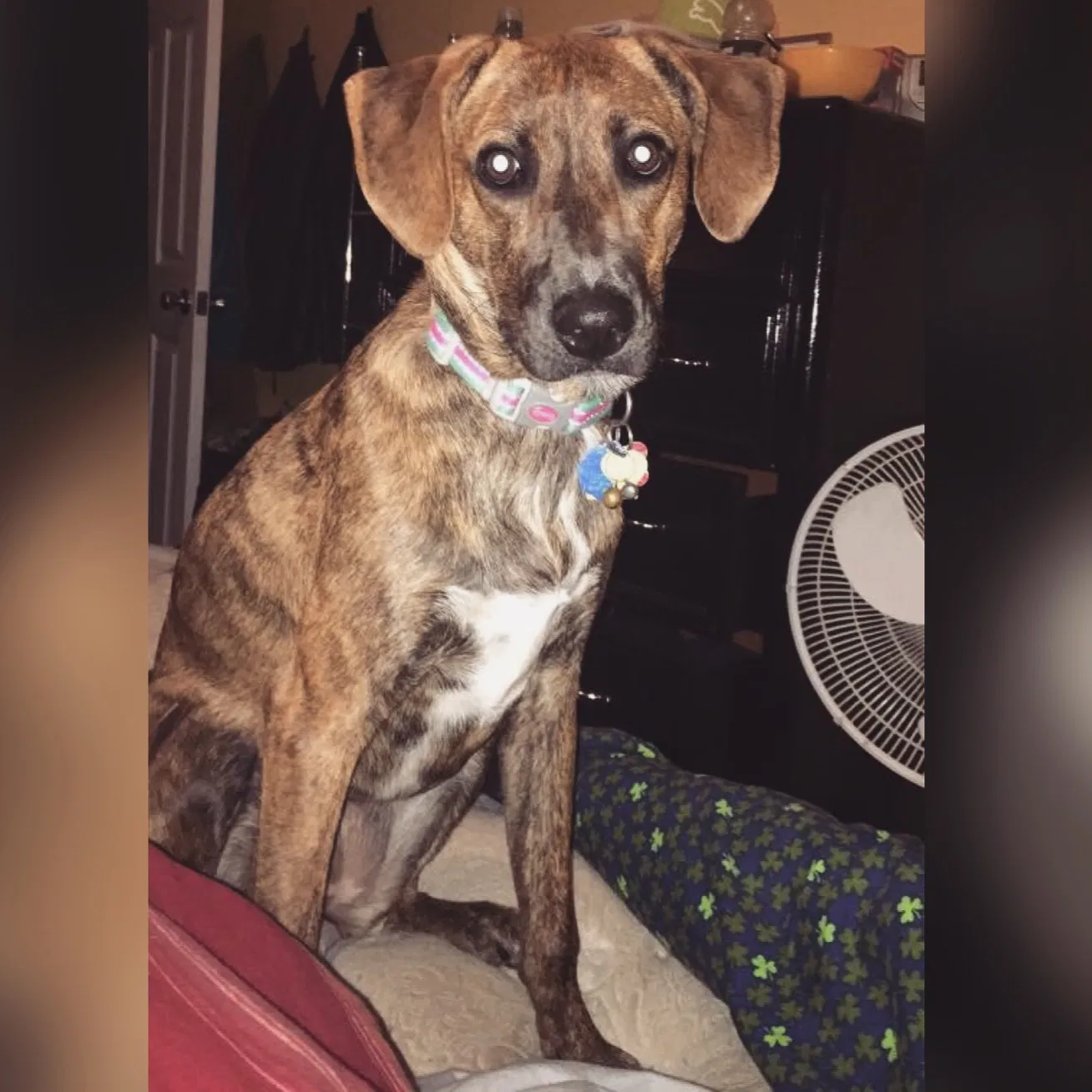 Lost dog in Pegram, TN, 37143