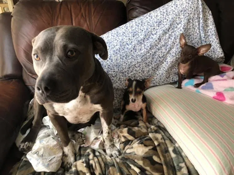 Lost dog in Harrisburg, NC, 28075