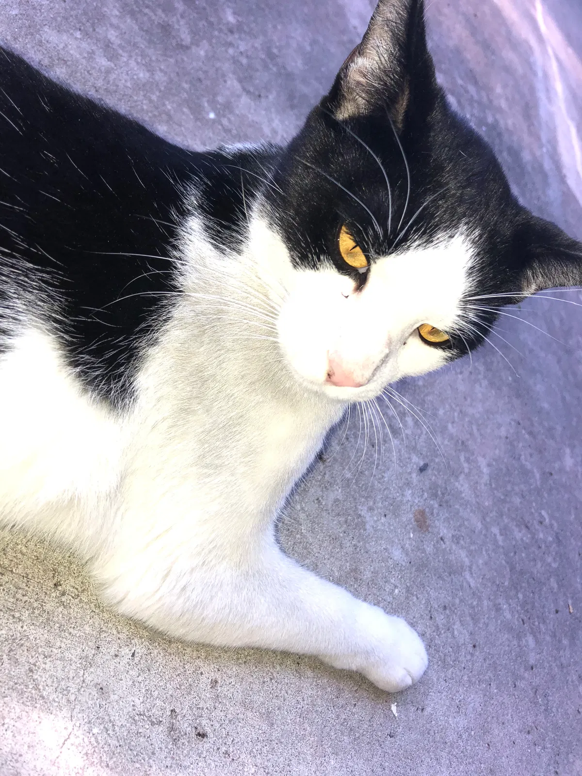 Lost cat in Eustis, FL, 32726