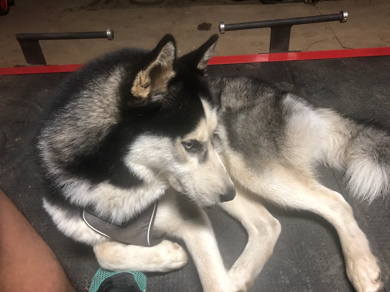 Lost dog in Los Angeles, CA, 90023