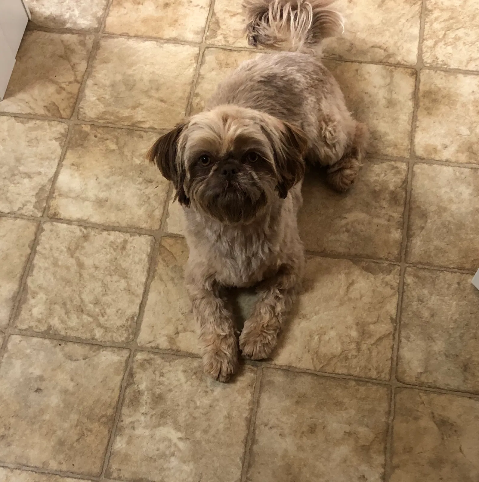 Lost dog in Loveland, CO, 80538