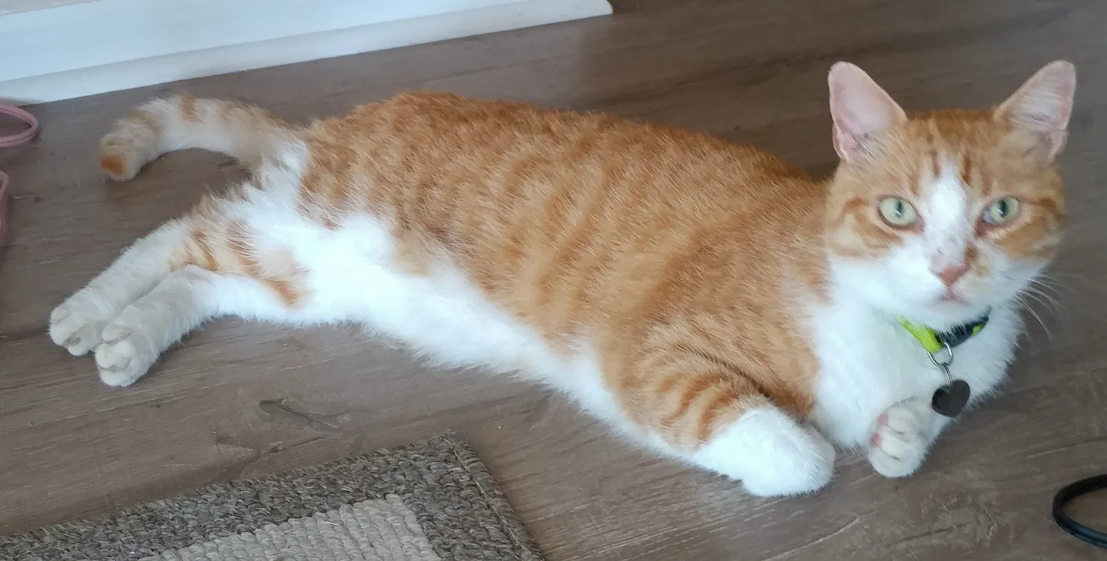 Lost cat in Cape Coral, FL, 33990