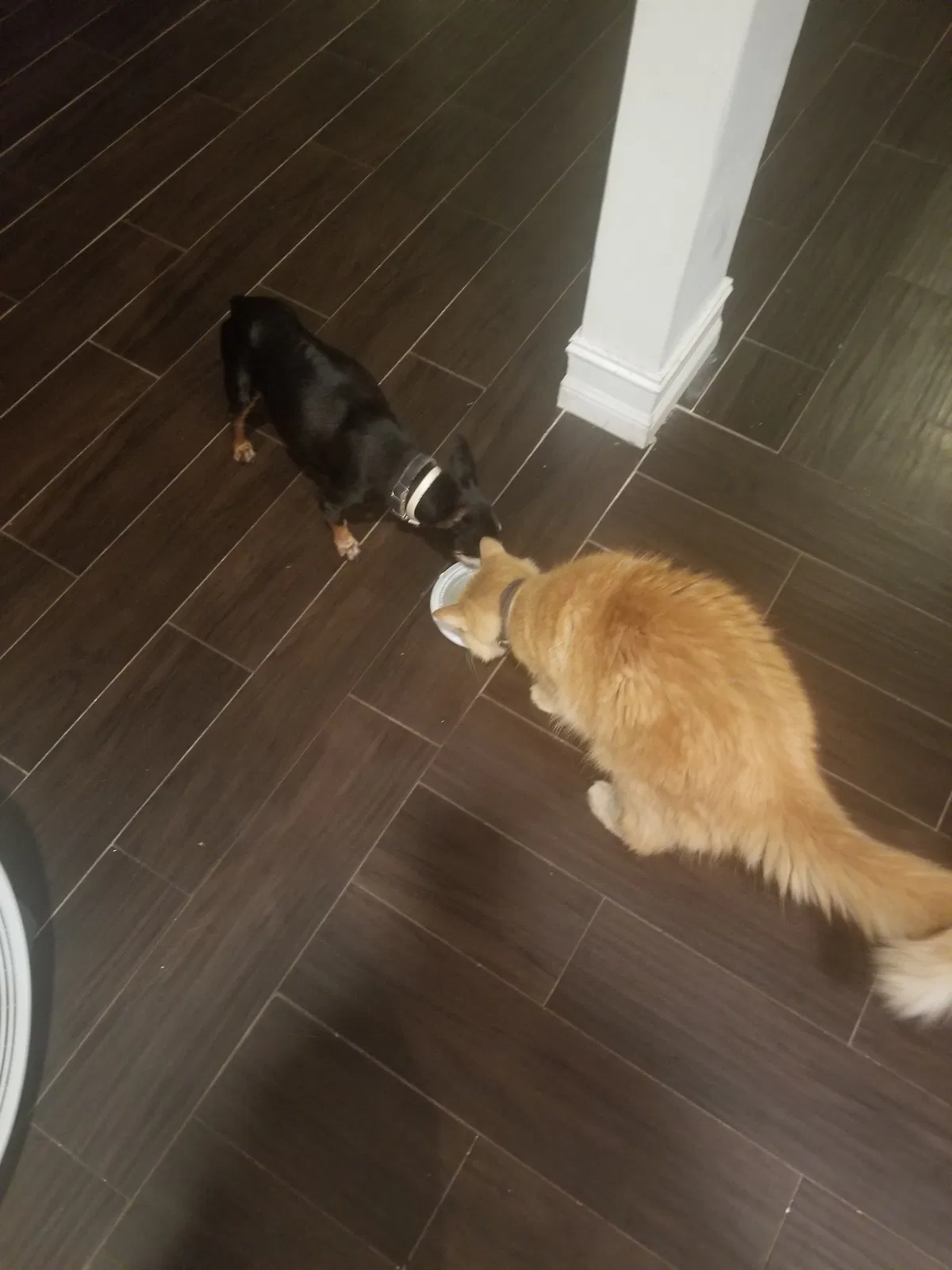 Lost dog in Pompano Beach, FL, 33068
