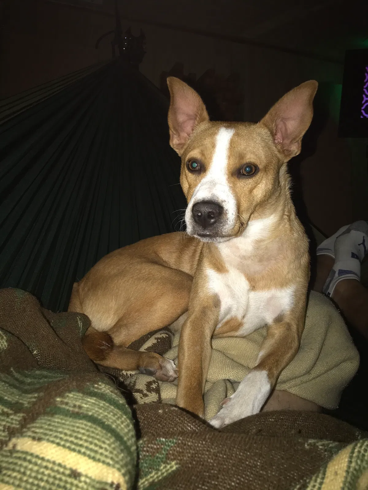 Lost dog in Stanton, CA, 90680