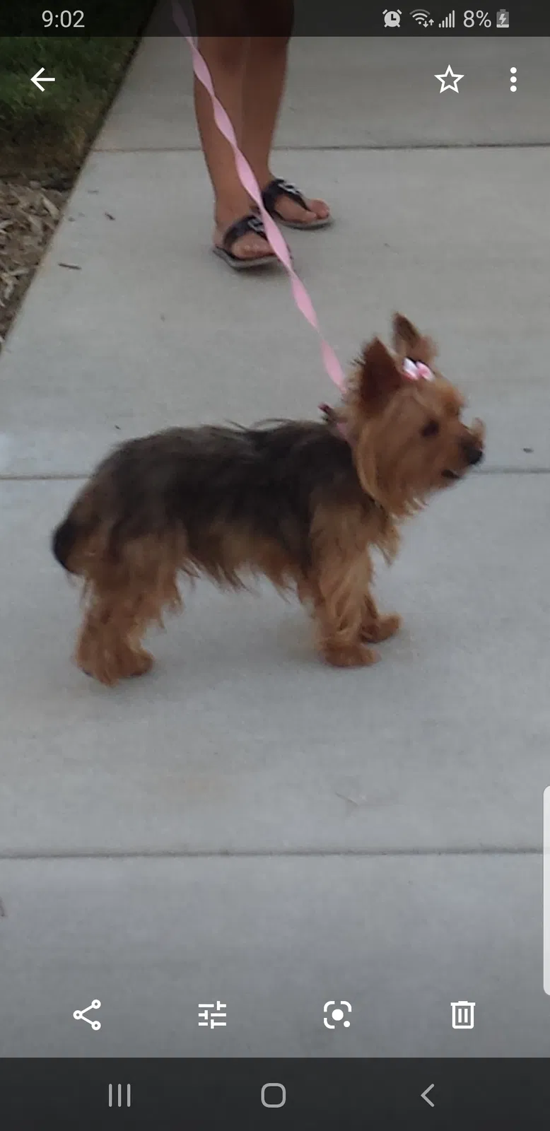 Lost dog in Riverside, CA, 92509