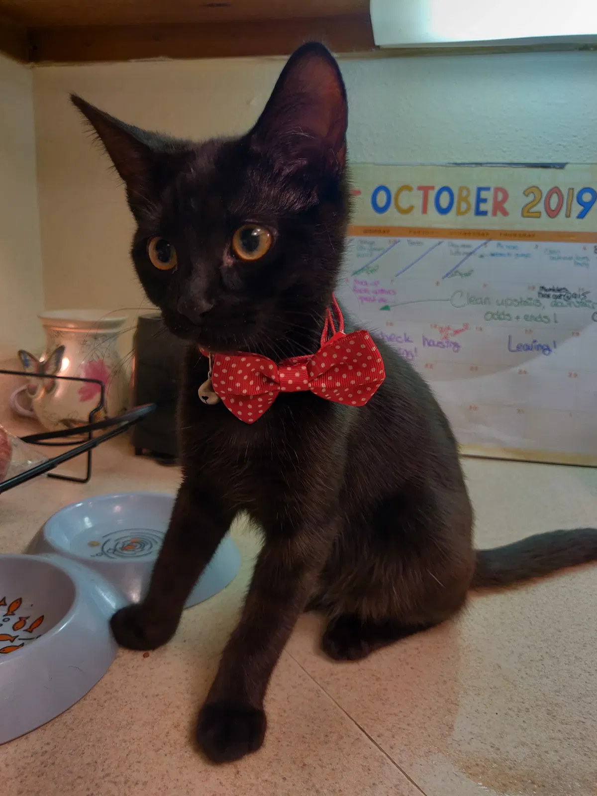 Lost cat in Fort Bragg, NC, 28307