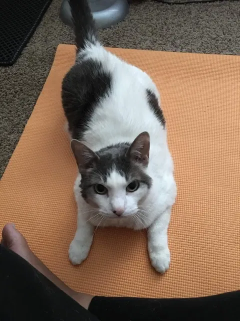 Lost cat in Normal, IL, 61761