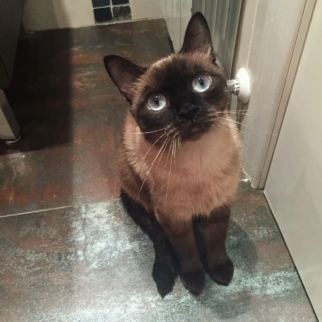Lost cat in Woodstock, IL, 60098