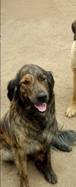 Lost dog in Fruitland, WA, 99129