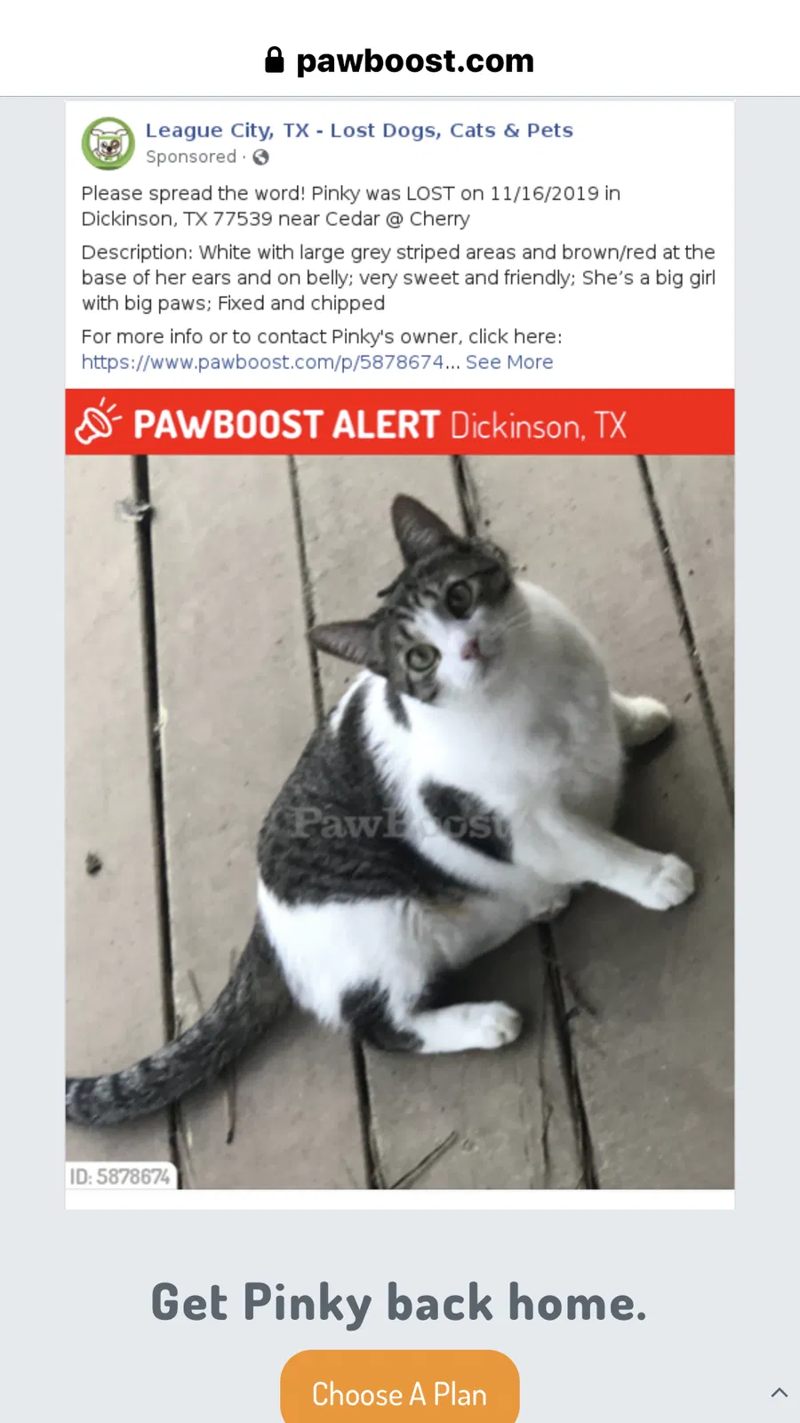 Lost cat in Dickinson, TX, 77539