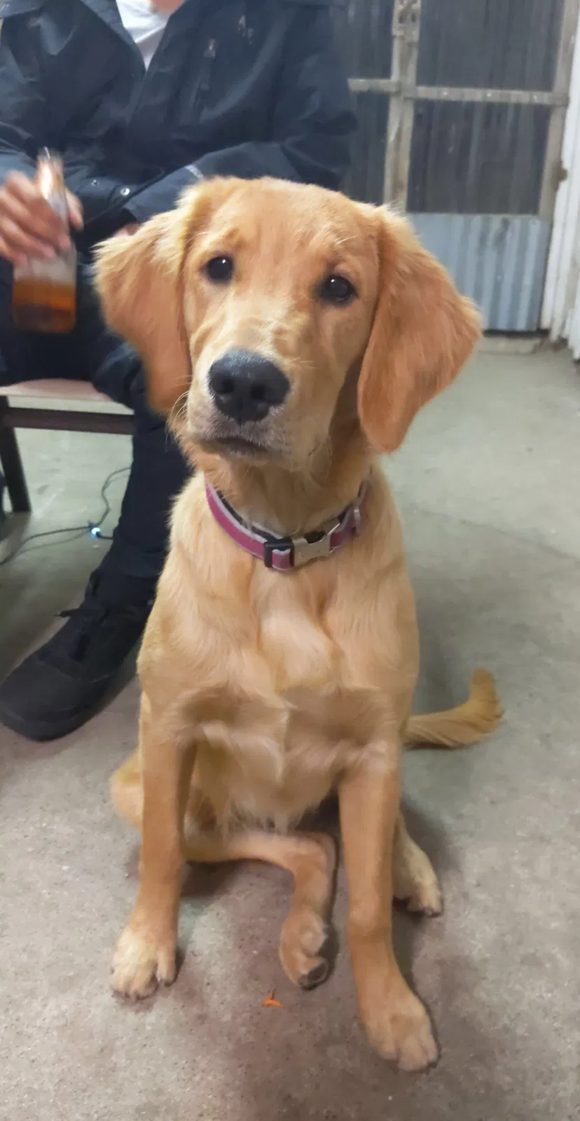 Lost dog in Santa Maria, CA, 93454