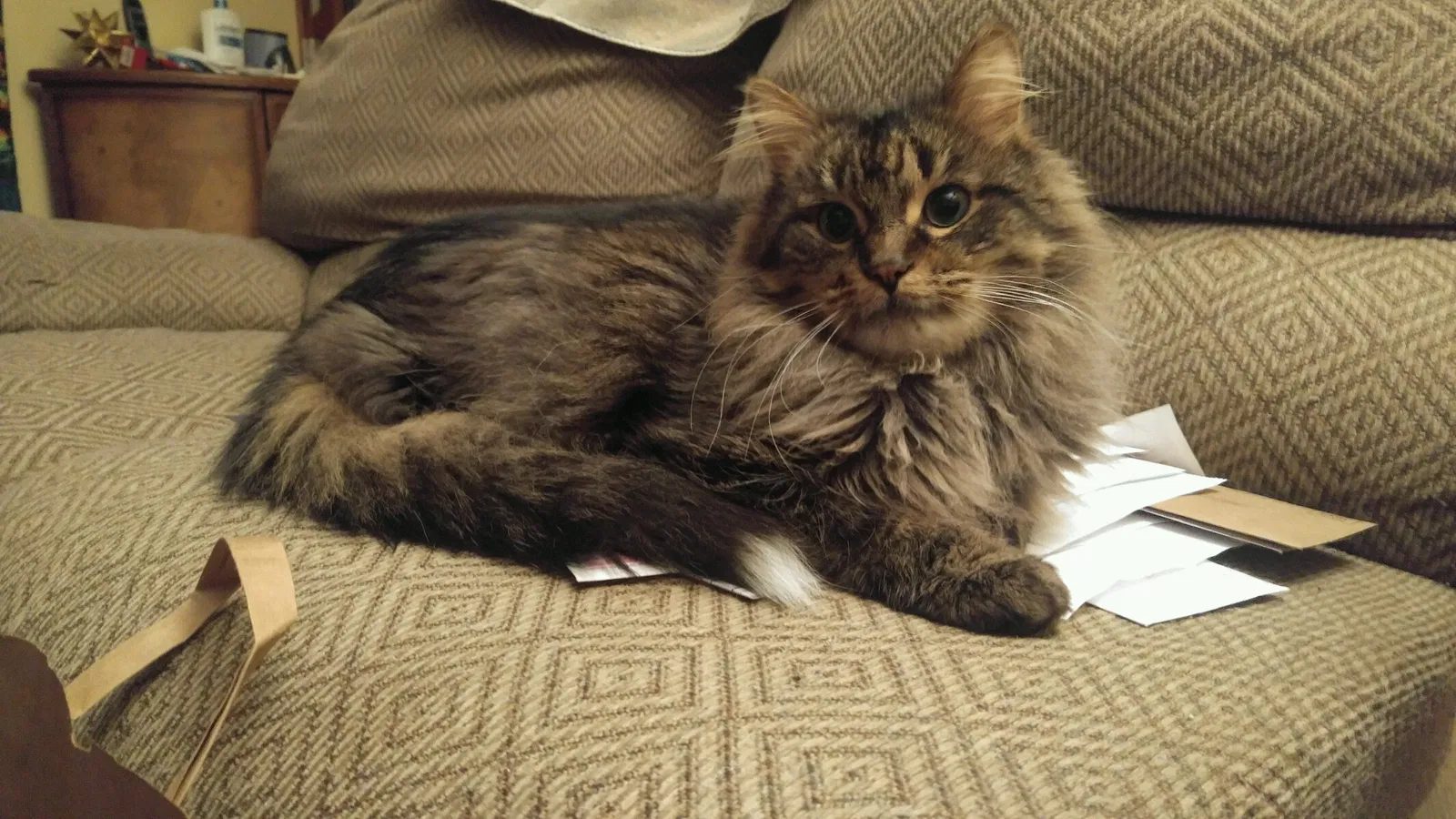 Lost cat in Minneapolis, MN, 55427