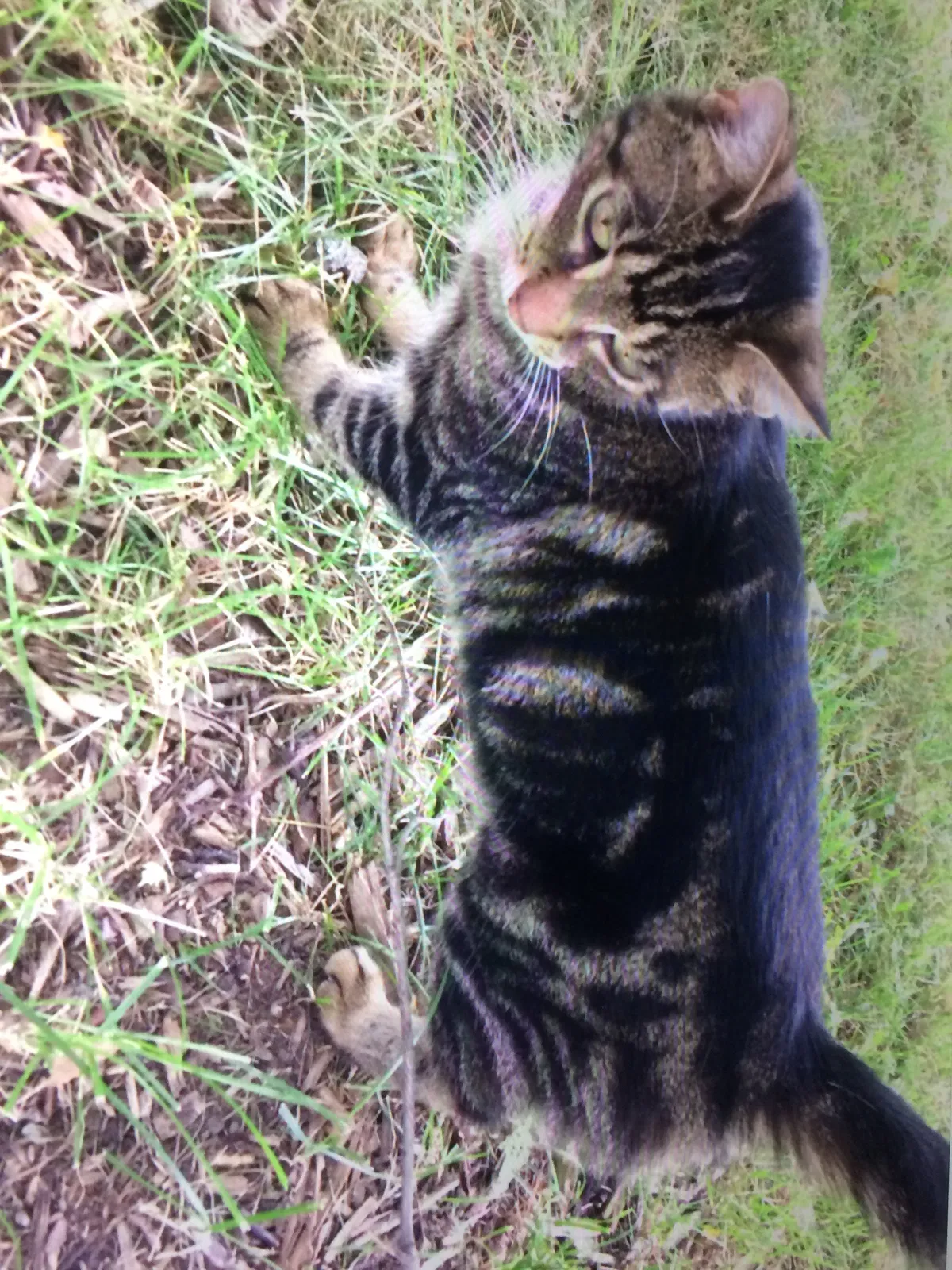 Lost cat in Pittsford, NY, 14534