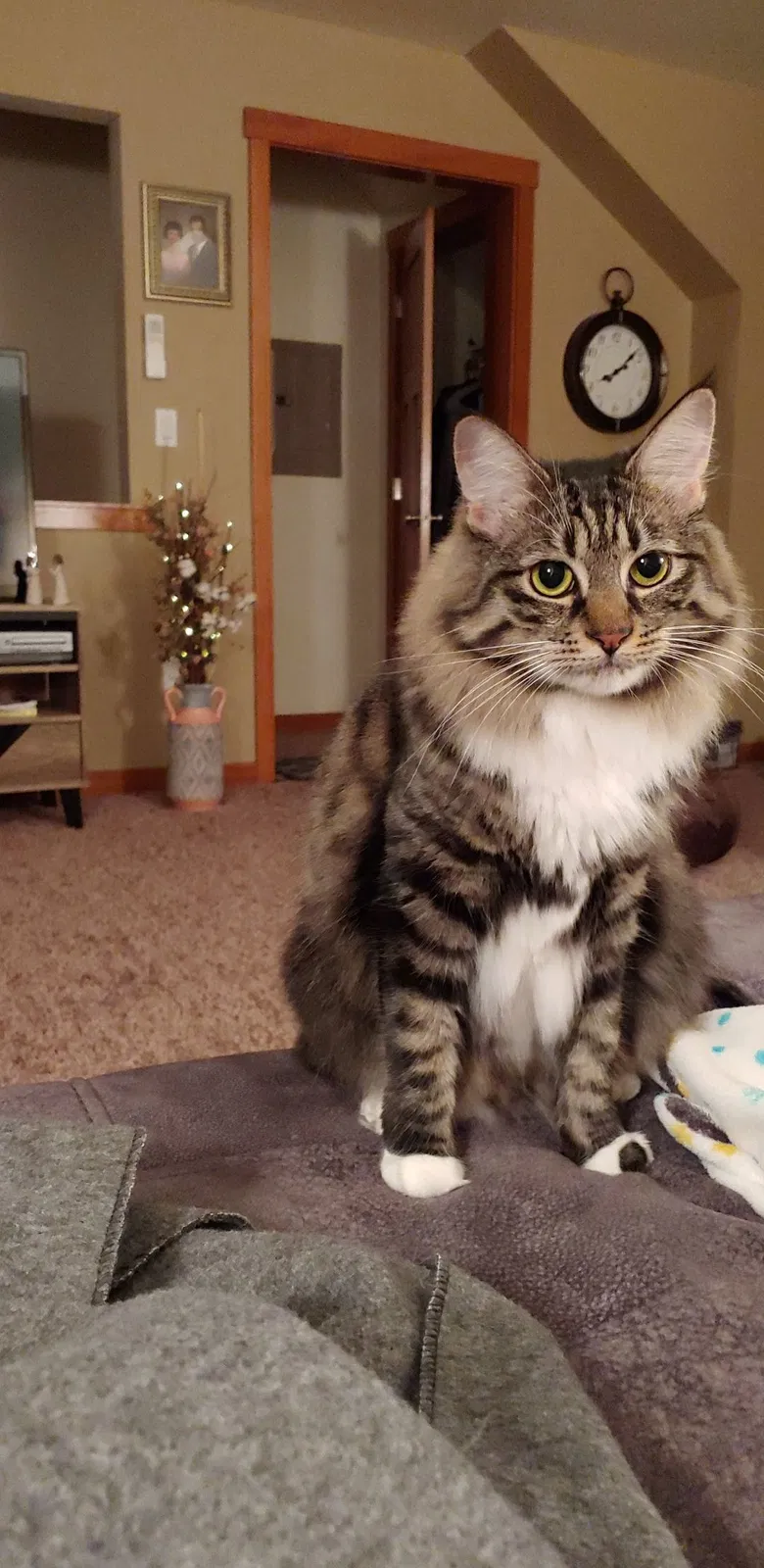 Lost cat in Lake Stevens, WA, 98258