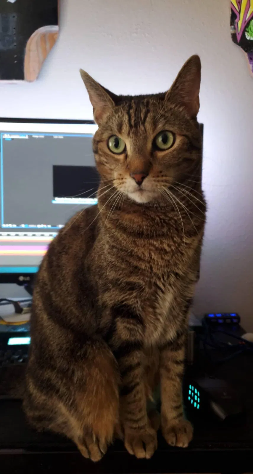 Lost cat in Colorado Springs, CO, 80903