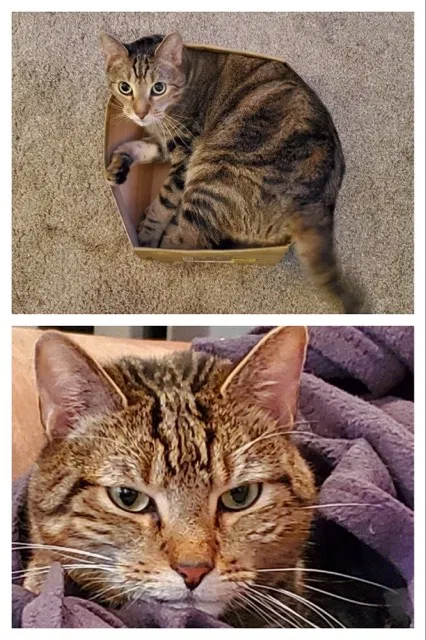 Lost cat in Colorado Springs, CO, 80903